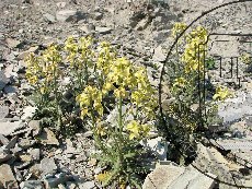 Левкой душистый 003